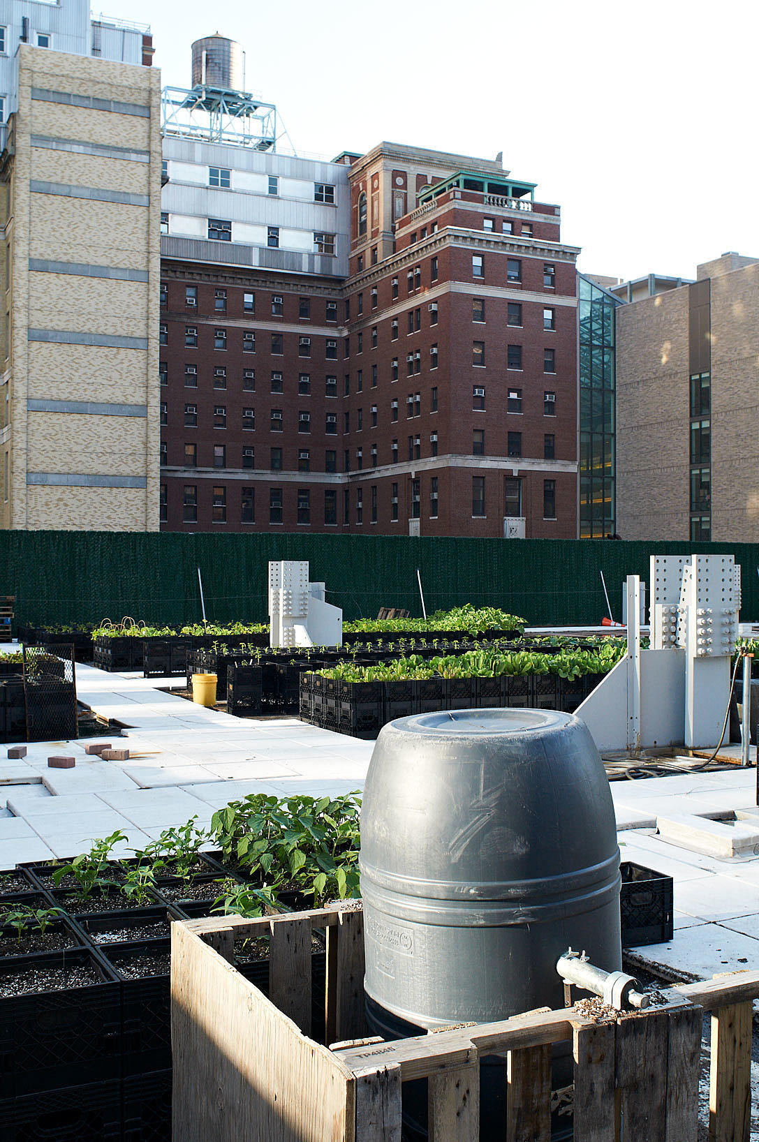 Riverpark Farm, Manhattan. Dyrkingen foregår i flyttbare resirkulerte melkekasser. Jordforbedring skjer lokalt: Brukt jord fra kassene vendes med ny, lokalt produsert kompost i tønnen i forgrunnen. Foto: Are Carlsen
