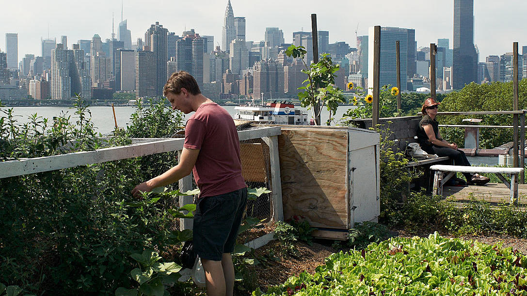 Eagle Street Rooftop farm, Greenpoint. Brooklyn. Over hønseburet har man utsikt over East River og Manhattans skyline. Foto: Are Carlsen