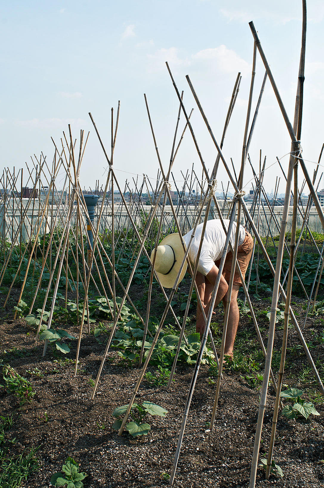 Brooklyn Grange, Queens. New Yorks første kommersielle rooftop farm på ca. 3700 kvadratmeter. Mesteparten av arbeidet gjøres av de fast ansatte, med hjelp fra andelshavere og frivilige. Foto: Are Carlsen