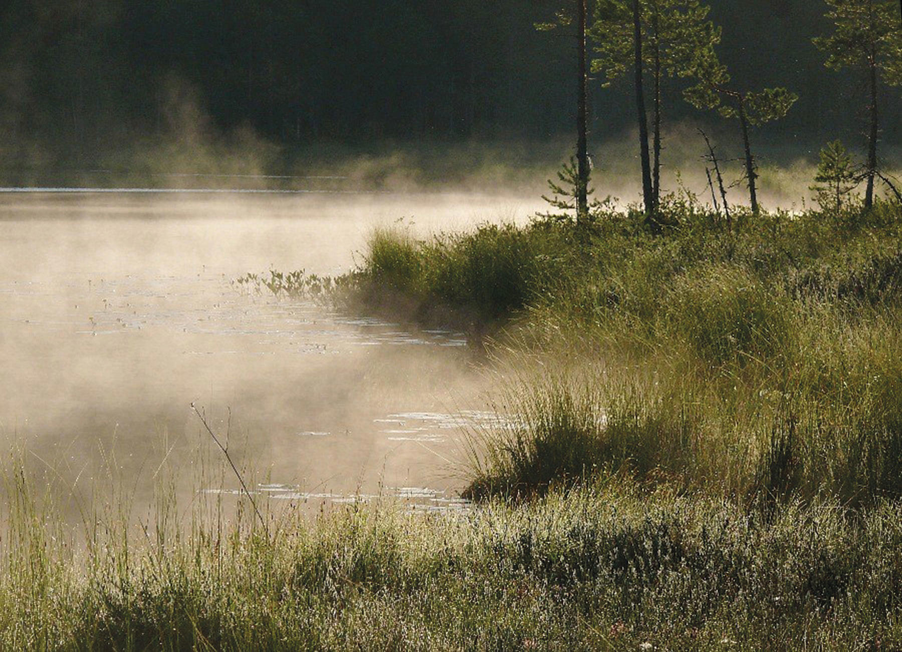 Myr og sump: Den ubestemmelige overgangen mellom jord, vann og luft. Foto: Pertti Harstela
