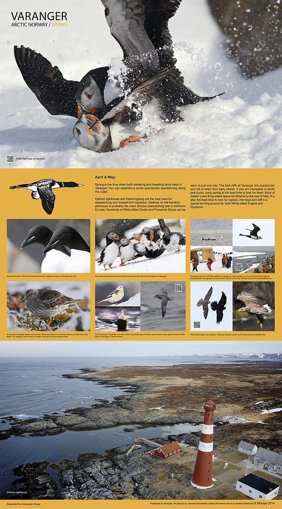 Varanger er blitt en viktig polardestinasjon for et stort internasjonalt fuglekikkerpublikum. Med seks millioner aktive fuglekikkere bare i Storbritannia, er dette et stort marked. Foto: Biotope