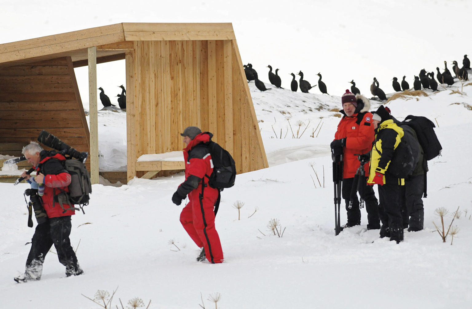 Fugleskjul, Hornøya. Biotope 2013. Foto: Biotope