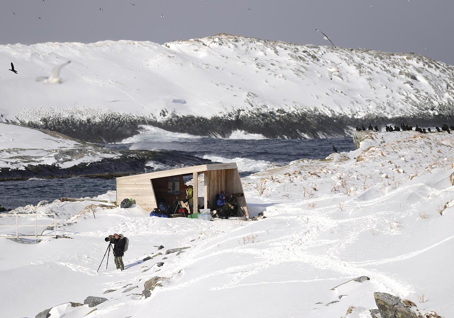 Fugleskjul, Hornøya. Biotope 2013. Foto: Biotope