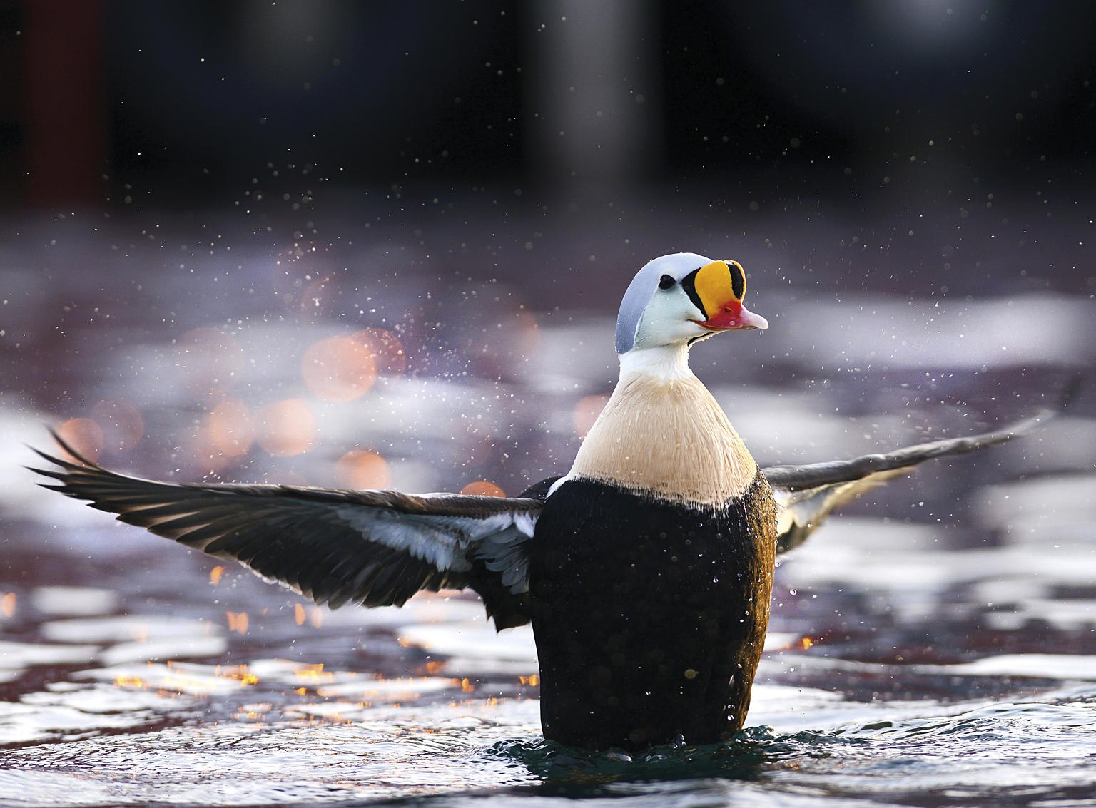 Praktærfugl. Foto: Tormod Amundsen, Biotope