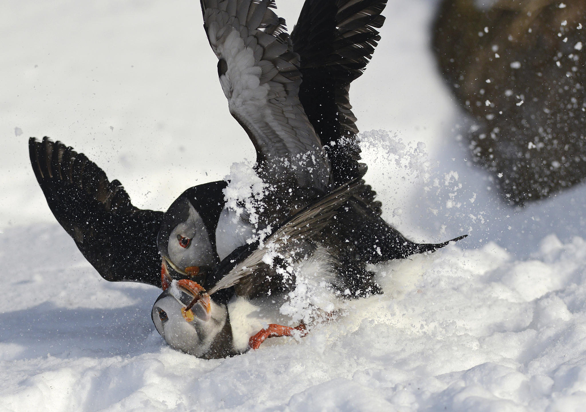 Lundefugler som slåss i hekketiden. Hornøya. Foto: Tormod Amundsen, Biotope