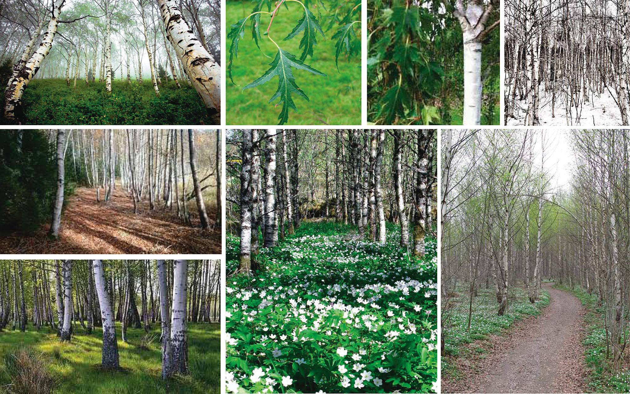 Team Snøhettas plantepalett for Akerskogen, og effekten av bjørkestammene, med skogbunn og hvitveis. Foto: Team Snøhetta