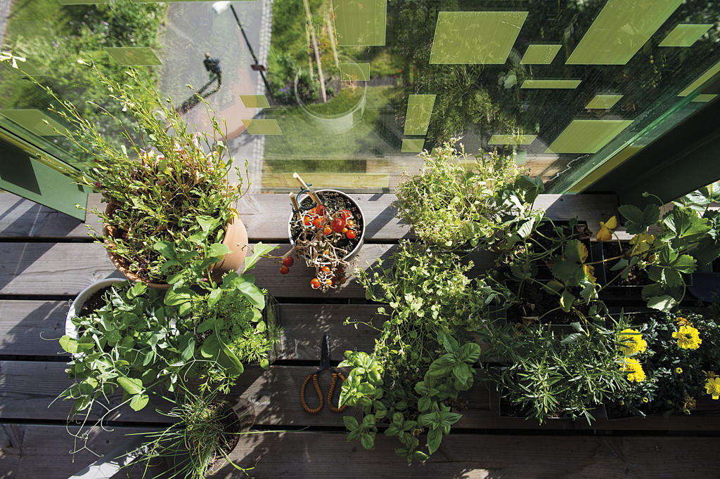 I varmen bak den grønne fasaden trives potteplantene. Fasaden virker som en oppvarmende jakke rundt bygget. Det trengs ikke mye sollys om våren før det blir veldig varmt inne, forklarer beboerne. 
