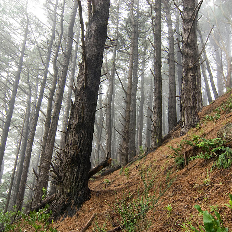 Skogen Foto: Pasi Aalto