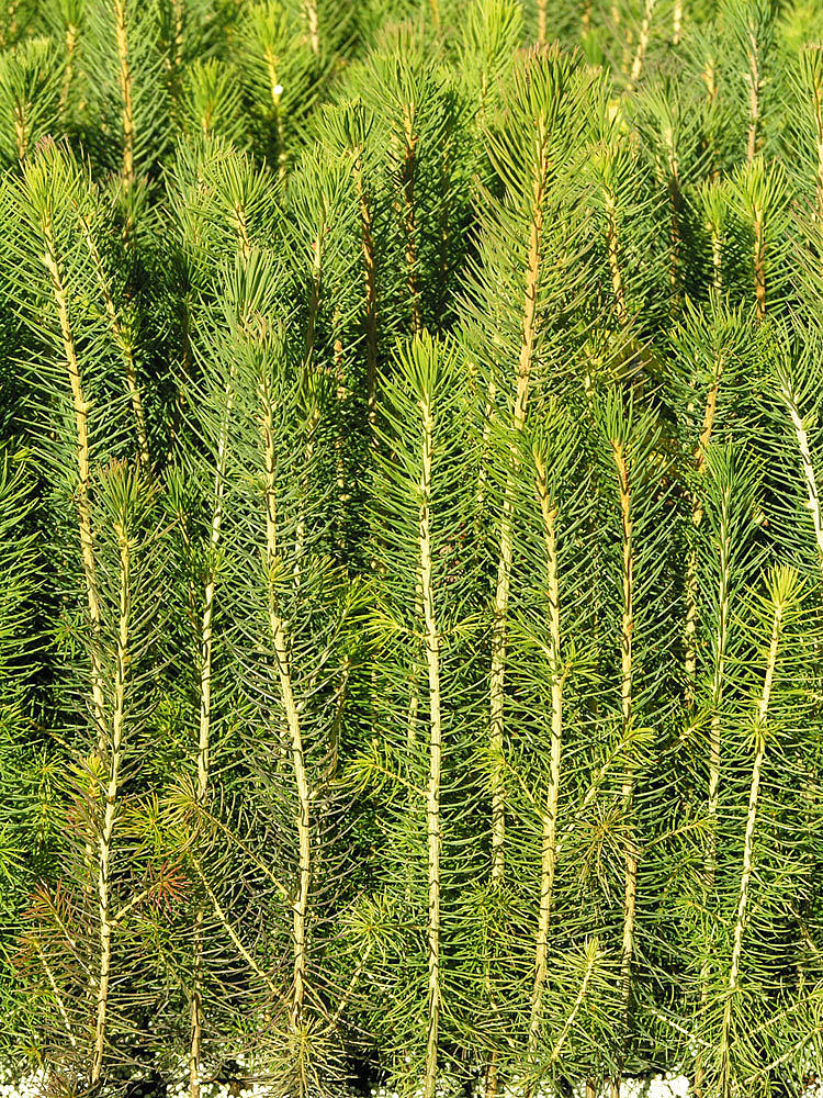 Granplanter. Fremtidens trevirke. Foto: Ill.: www.svenskttra.se