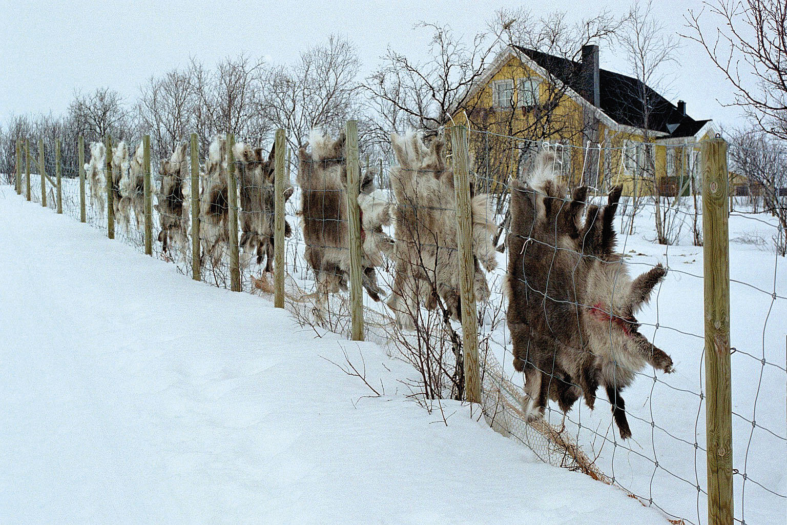 Reindrifta er synleg ved bustaden. Skinn hengjar til tørk på nettinggjerdet rundt beitehagen.