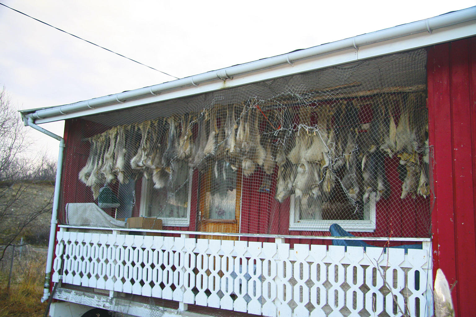 Etter jul fyllest bustadområda opp med råvarer frå slaktinga. Kjøtet frå slaktedyra blir røykt og tørka ved bustaden.