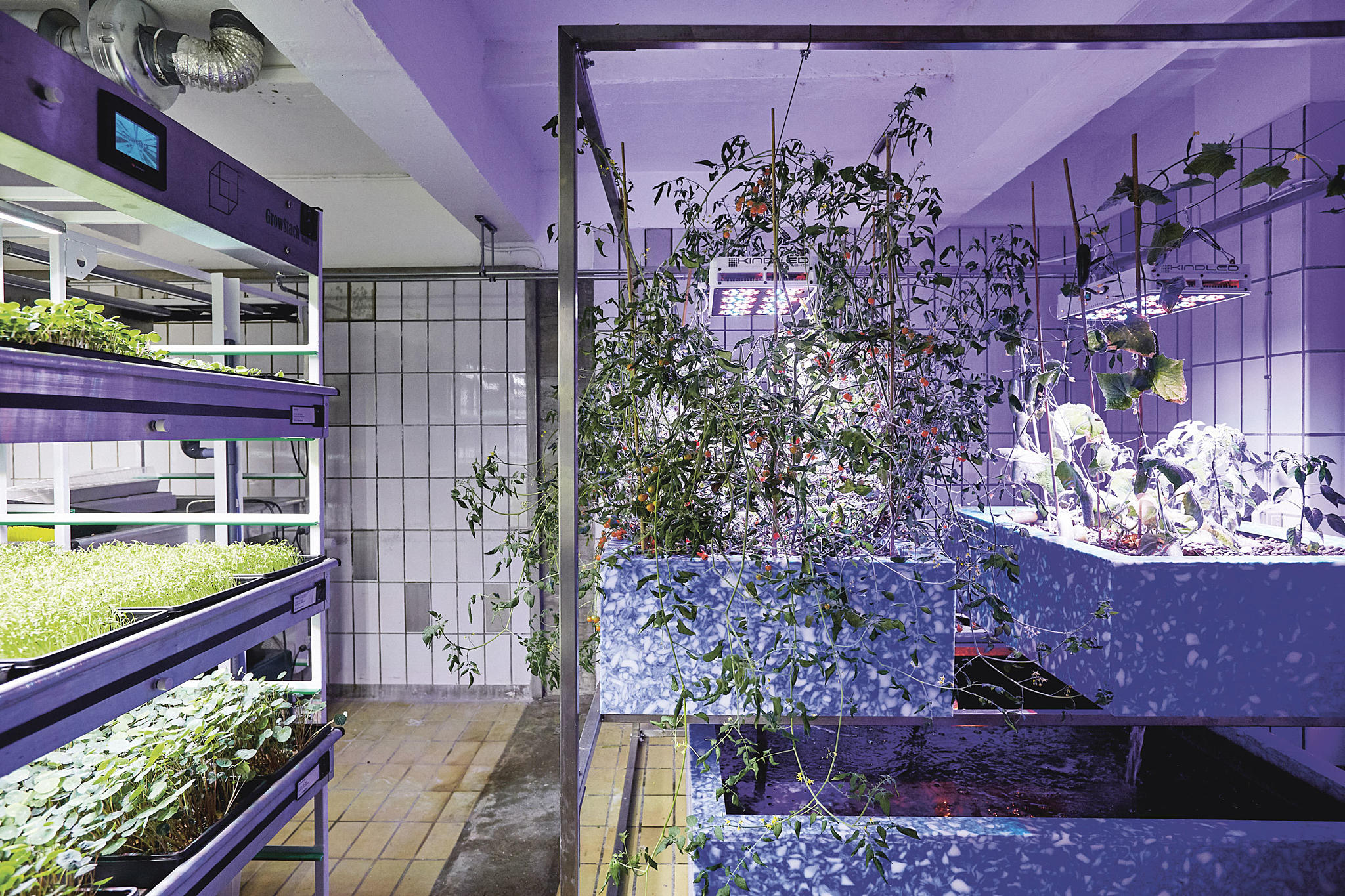 I kjelleren på det gamle fiskemottaket i Kødbyen dyrker gartner Sebastian Dragelykke tomater og grønne spirer, uten jord. Foto: Nikolaj Thaning Rentzmann