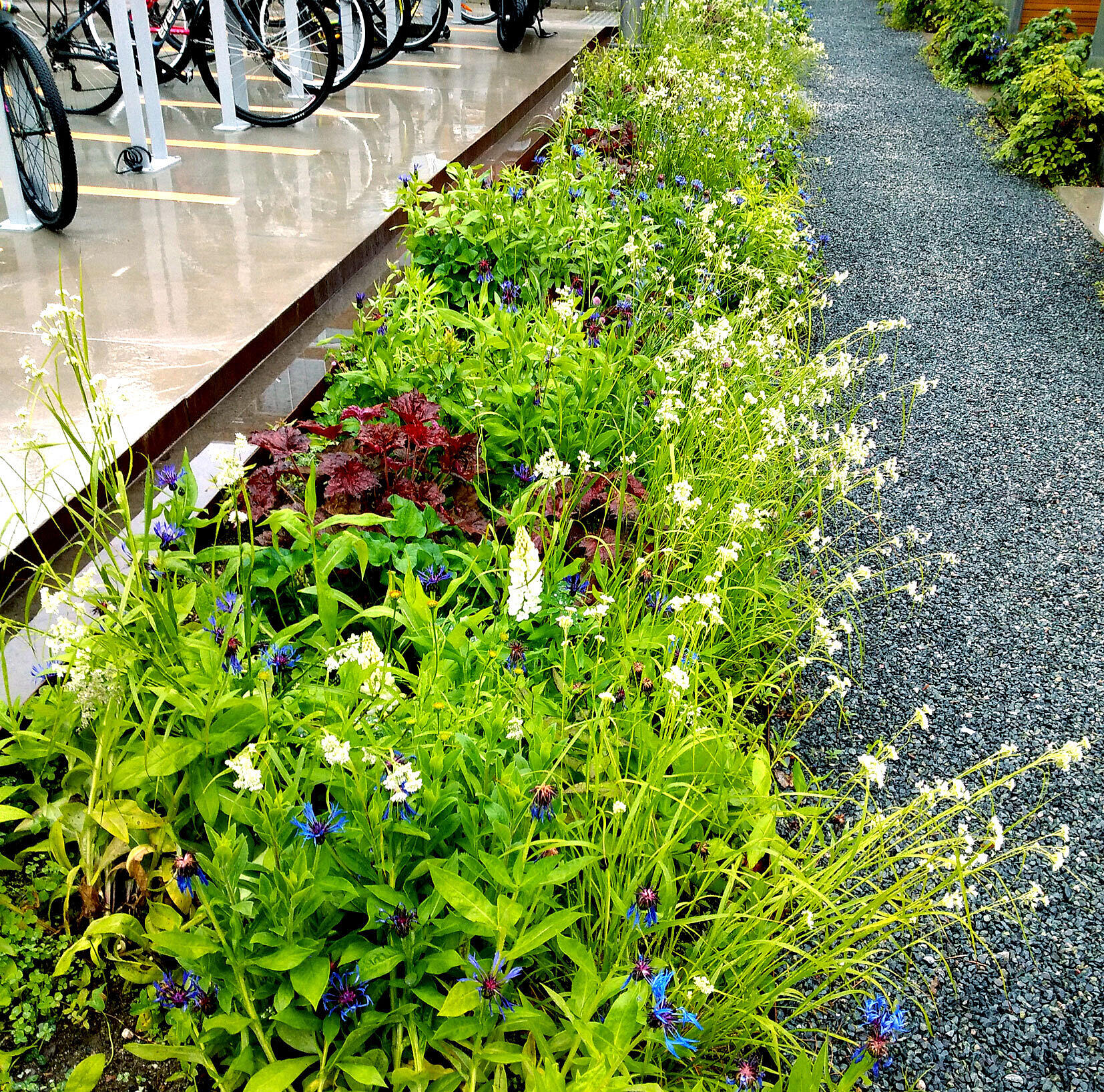 Staudebeplantning basert på «Bluetensaum». Dikemark, Norge. Øvrige bilder i artikkelen er fra Tyskland. Foto: Jan Bernigeroth