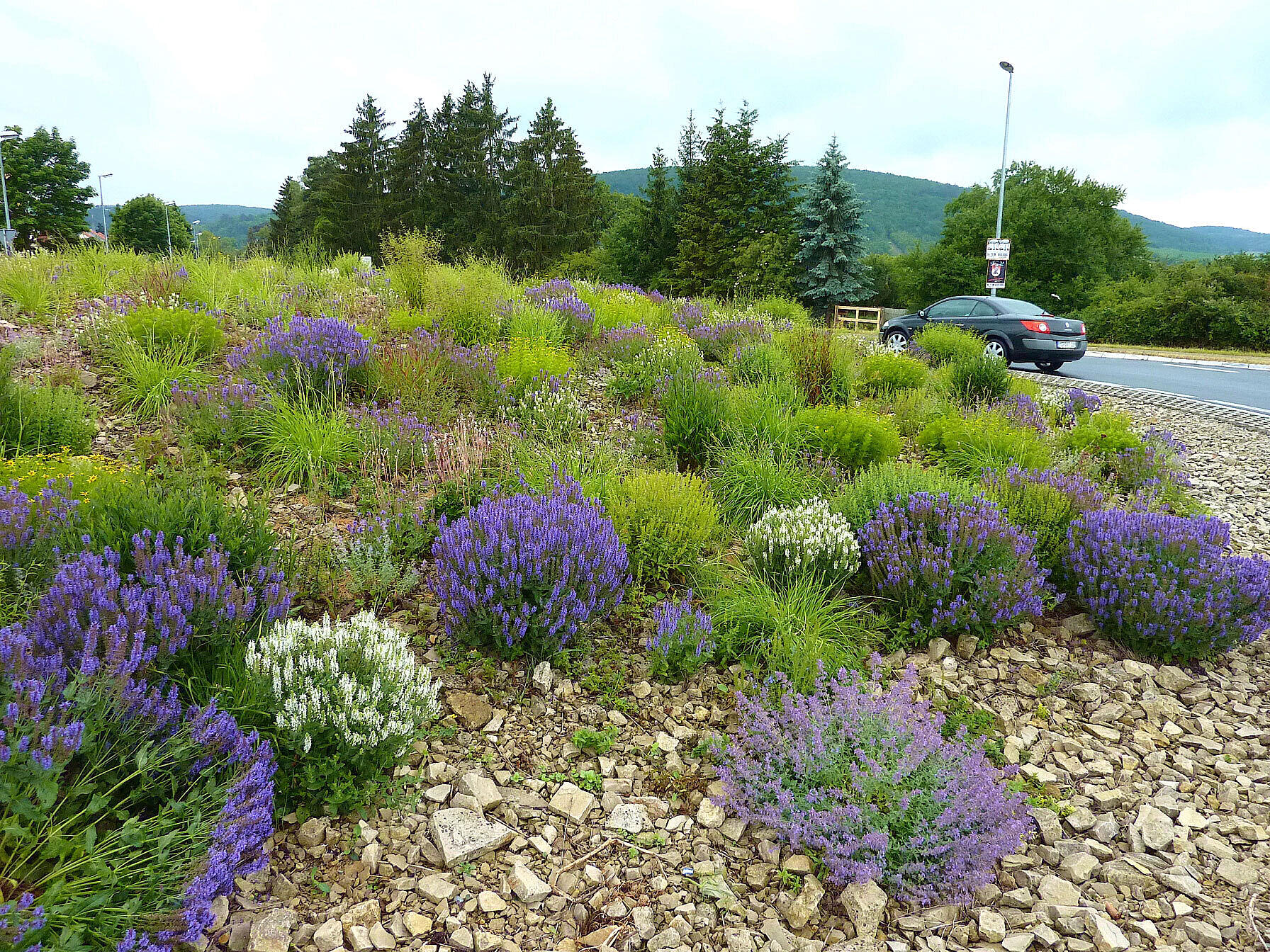 Tørketålende staudeblanding ”Veitshöchheimer Blütenzauber“ på en rundkjøring. Foto: Angelika Eppel-Hotz