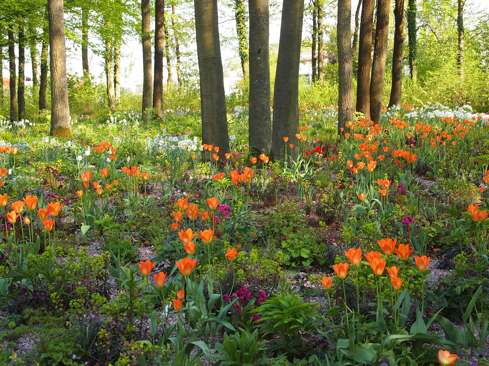 Ekspressiv fargeblanding med rødtoner i ”Veitshöchheimer Rubinsaum“. Foto: Andreas Adelsberger