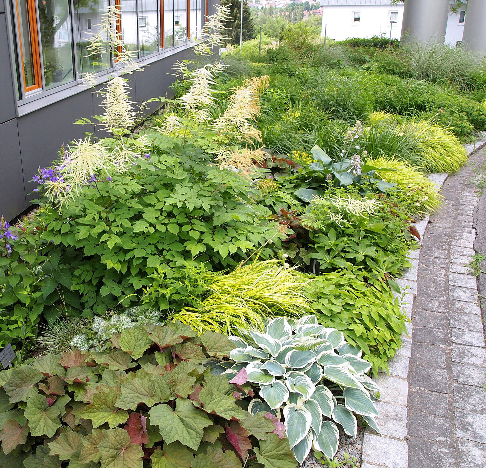 Interessante bladdteksturer og farger i staudeblandingen ”Veitshöchheimer Schattenjuwelen“. Foto: Andreas Adelsberger