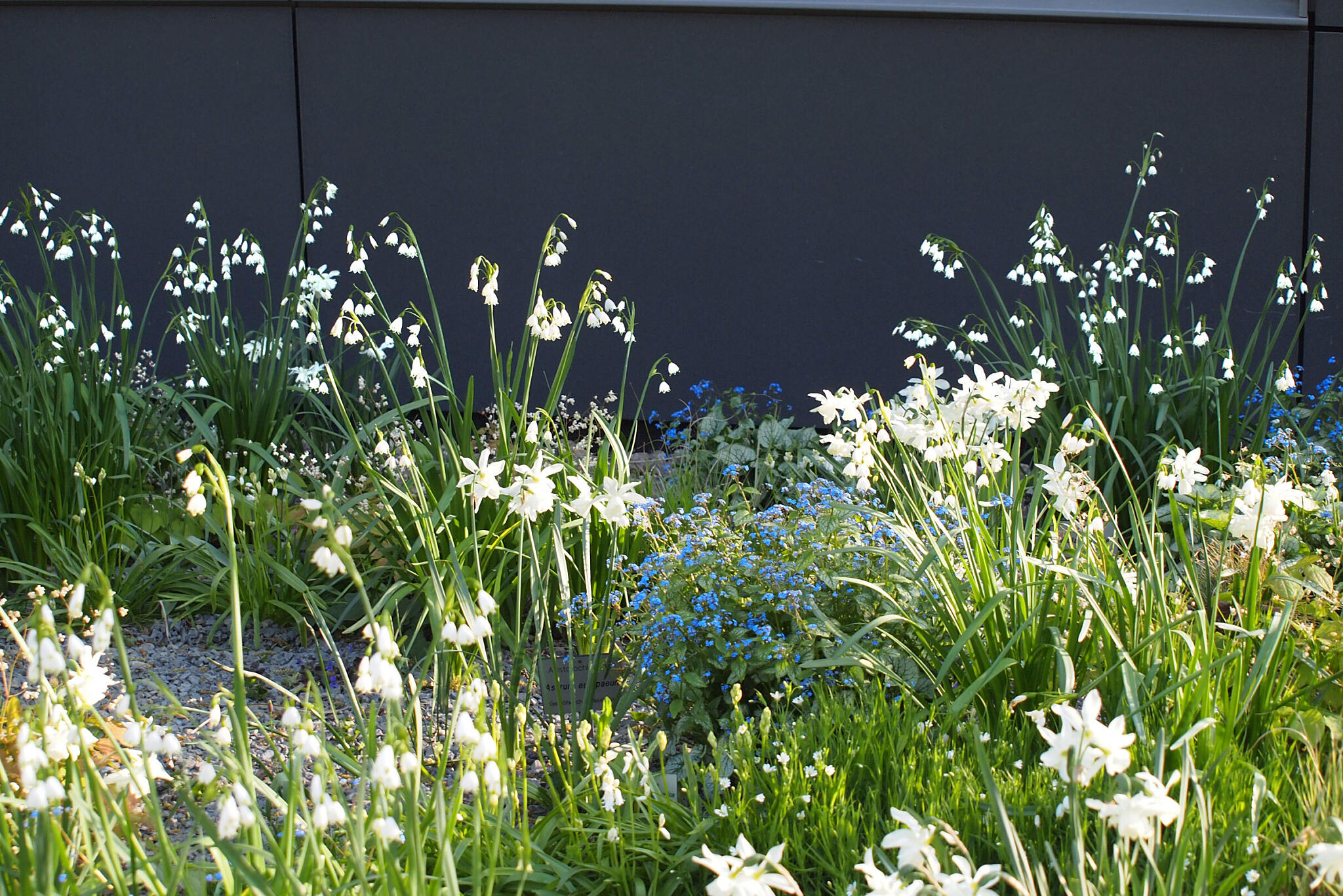 Lysende start om våren, med Leucojum og Narcissus i ”Veitshöchheimer Schattensilber“. Foto: Andreas Adelsberger