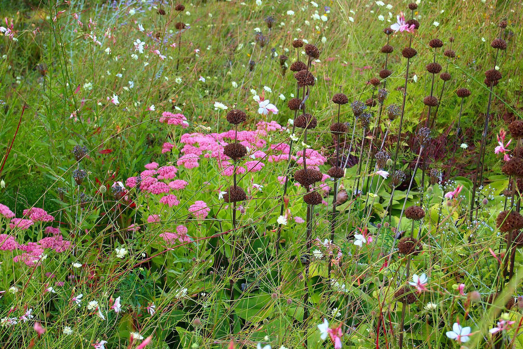 ”Silbersommer“ om høsten, med Sedum telephium og Phlomis russeliana. Foto: Andreas Adelsberger
