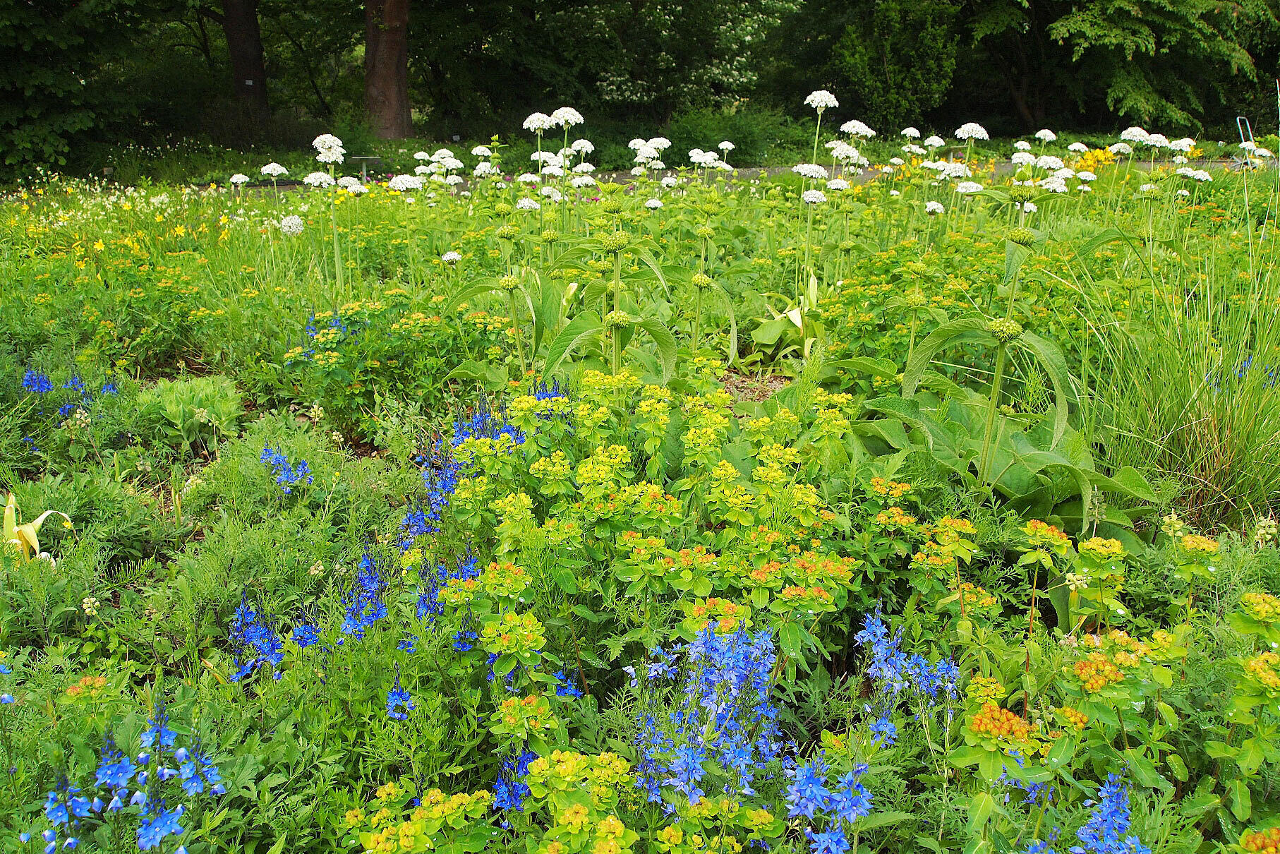 ”Silbersommer“ i juni, med Allium nigrum, Euphorbia polychroma og Veronica teucrium. Foto: Andreas Adelsberger.