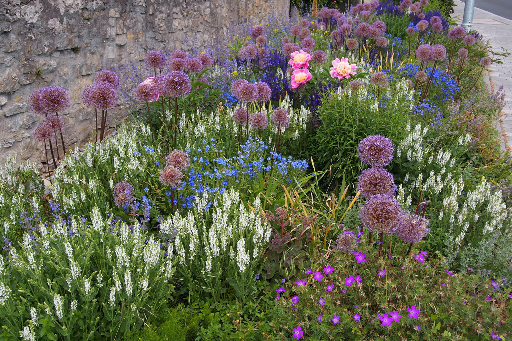 Veronica, Salvia nemorosa, Geranium sanguineum og Allium ‘Globemaster‘ i ”Veitshöchheimer Blütenzauber“. Foto: Andreas Adelsberger
