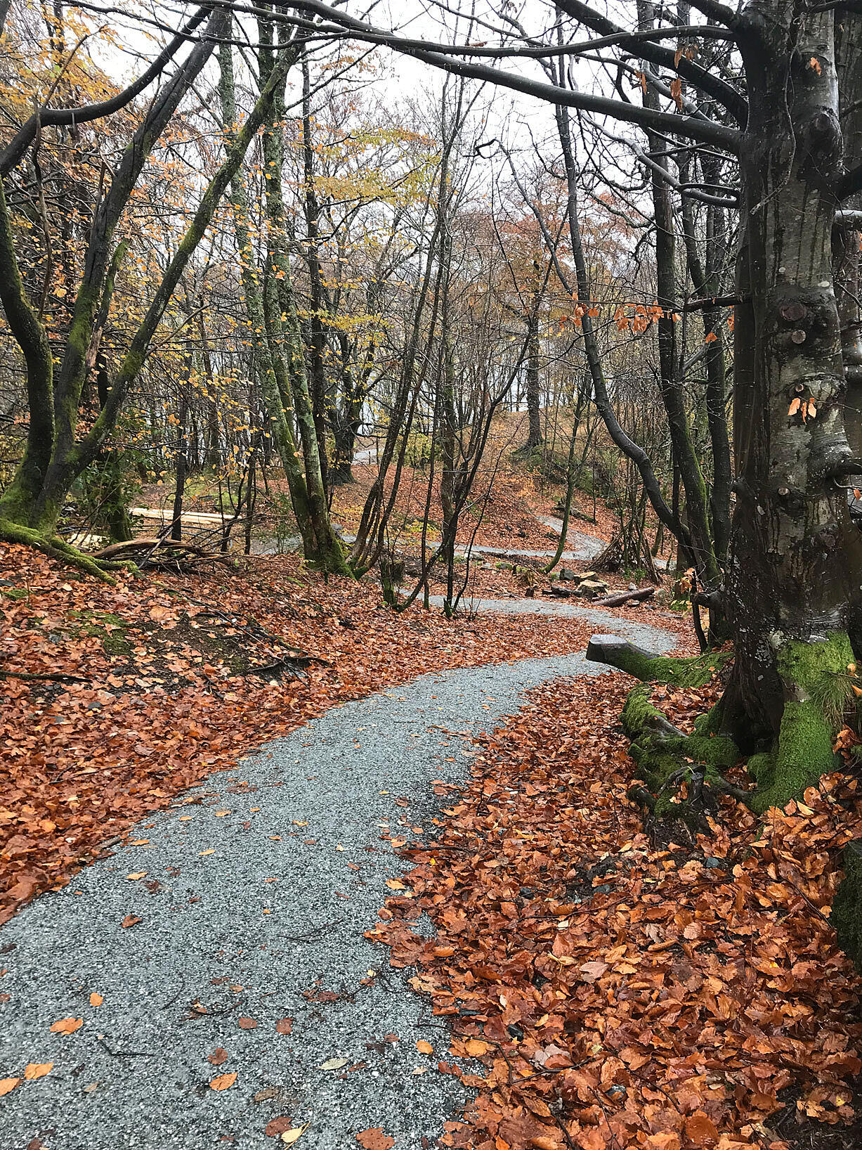 Turveien slynger seg rundt i landskapet, og skaper en større grad av tilgjengelighet enn tidligere. Lyreneset skifter karakter gjennom årstidene, fra tett skog på våren til gjennomskinnelig tresjikt og utsikt om vinteren.
